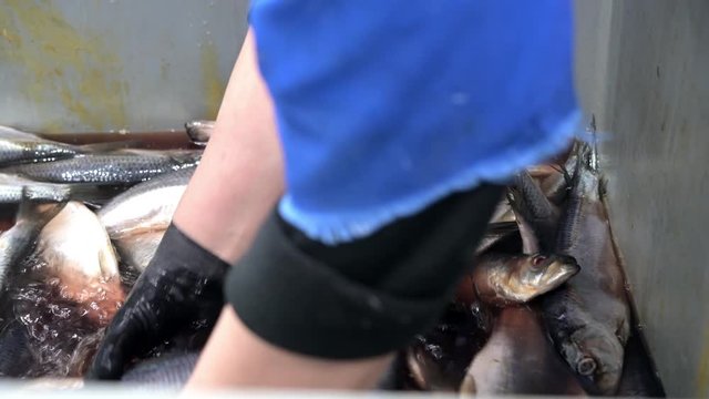 fish factory sorting packing frozen container omul