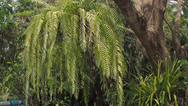 VDO. view of Phlegmariurus phlegmaria, synonym Huperzia phlegmaria, commonly known as Tassel fern or Common tassel fern hang on flower pot.