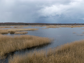 view from tower to bog lake, many reeds