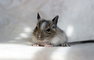 Squirrel degu sits on light background. Color - spotted agouti.