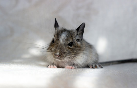 Squirrel degu sits on light background. Color - spotted agouti.