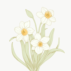 vector daffodil vintage detailed illustration