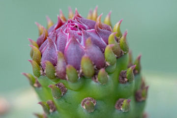 closeup of a cactus