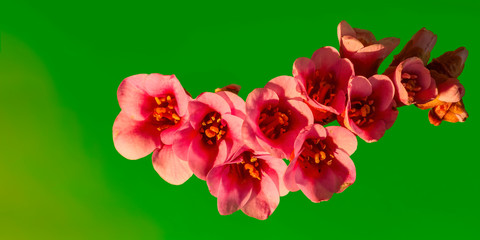 Early flowering bud of a bergenia in the spring season