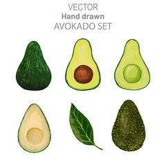 Vector Set of whole avocados and halves of an avocado with bone and without bone, avocado leaf. Vector avocado illustration in realistic style.