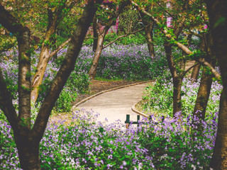 Pathway in Wuhan cherry blossom garden,Wuhan,Hubei,China