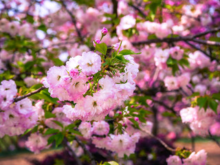 This time is the cherry sakura blossom season at Wuhan Donghu Sakura Garden,Wuhan,China
