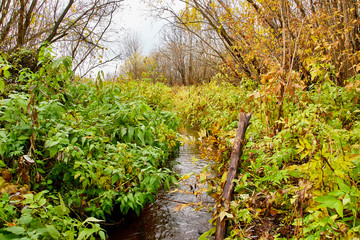 Small river in autumn forest among bushes and trees with yellow and green leaves