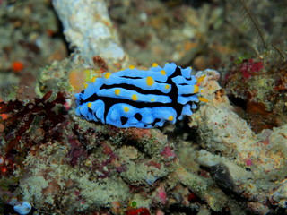 The amazing and mysterious underwater world of Indonesia, North Sulawesi, Manado, sea slug