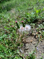 Emilia sonchifolia (lilac tassel flower, Cacalia sonchifolia L.) with natural background