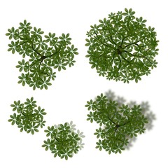Fototapeta premium Set of tree top view isolated for landscape plan or gardening 