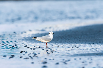 ズグロカモメ冬羽(Saunders's gull[)