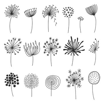 Doodle dandelion set. Hand drawn blowballs or flowers with fluffy seeds, floral silhouettes design elements