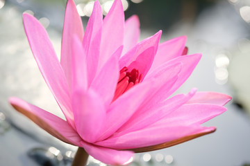 Pink lotos blossom in the morning light