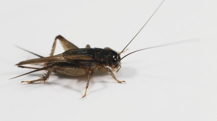 Crickets Insect, known as true crickets, of the family Gryllidae, are insects related to bush crickets, have mainly cylindrical bodies,  round heads, and long antennae. Behind the head is a smooth.