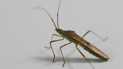 Acanthocephala terminalis is a hemipteran insect in the Coreidae family. Members of this family are popularly known as laminated leg bugs or leaf leg bugs. They are considered a pest in some countries