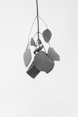 Black and white leaf