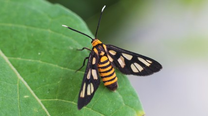 Amata hubneri, is a day flying moth in the superfamily Actiinae of tiger moths and woolly bears. It is the smallest species in its genus. It can be found all over Singapore and most of Southeast Asia.