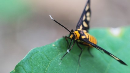 Amata hubneri, is a day flying moth in the superfamily Actiinae of tiger moths and woolly bears. It is the smallest species in its genus. It can be found all over Singapore and most of Southeast Asia.
