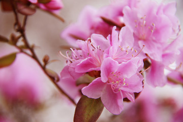 Fototapeta premium beautiful pink purple tree blossom in the park