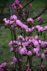 Fototapeta premium beautiful pink purple tree blossom in the park