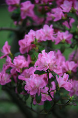 beautiful pink purple tree blossom in the park