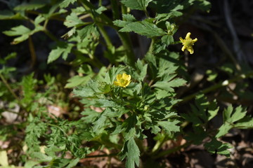 Ranunculus cantoniensis is a perennial plant growing in wetlands, but it is a toxic plant.