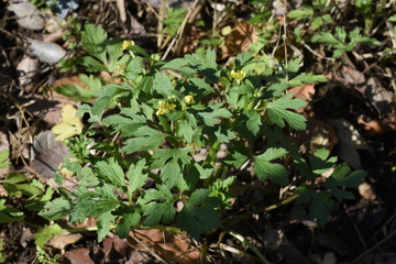 Ranunculus cantoniensis is a perennial plant growing in wetlands, but it is a toxic plant.