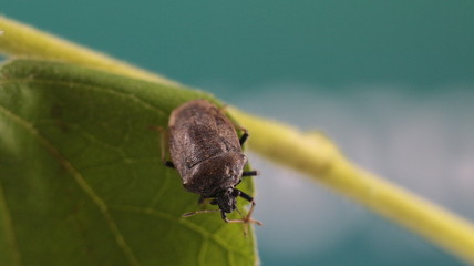 a Stink bug on the leaf. The stink bug is family Pentatomidae. It is found in orchards, gardens, woodlands and crop fields.