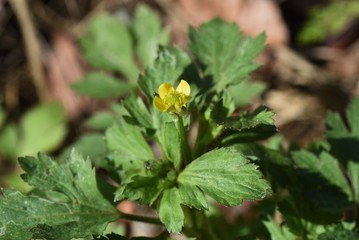 Ranunculus cantoniensis is a perennial plant growing in wetlands, but it is a toxic plant.