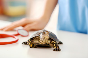 Cute turtle and stethoscope on table in vet clinic