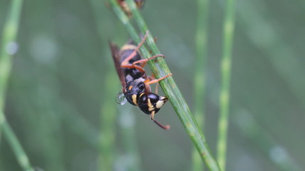 Stenodynerus is a rather large genus of potter wasps whose distribution spans the Nearctic, Palearctic, Oriental and Neotropical regions. 