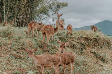herd of fallow deer