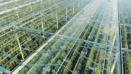 Green plantations shot through the transparent ceiling. Greenhouses aerial view, epic view on industrial glasshouse.