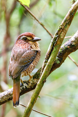 Short-legged Ground-Roller, Brachypteracias leptosomus, perched in a tree in Madagascar. Masoala national park, Africa Wildlife