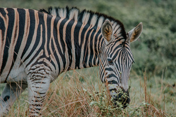 Naklejka premium zebra