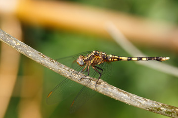 beautiful dragonfly in Masoala rainforest, Africa Madagascar Wildlife