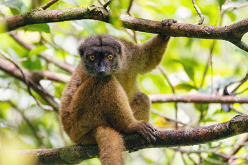 female of white-headed lemur, Eulemur albifrons, on branch in Madagascar rainforest. Nosy Mangabe forest reserve. Madagascar wildlife and wilderness