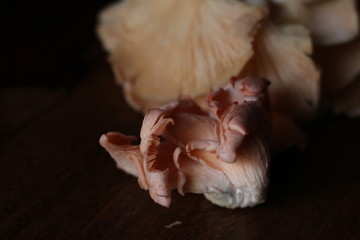 fresh pink oyster mushroom
