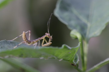 A little praying mantis insect on the leaf. This insect also known a Mantises.