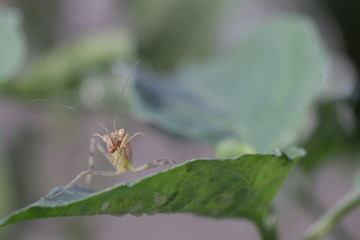 A little praying mantis insect on the leaf. This insect also known a Mantises.
