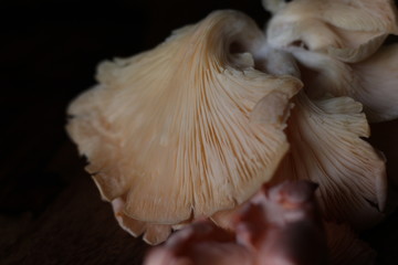 fresh pink oyster  mushrooms