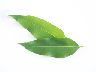 eucalyptus leaves isolated on white background use as ingredient in cosmetic product and is a...
