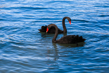 A pair of black swans moored in the blue lake. Pair of black swans on blue water.