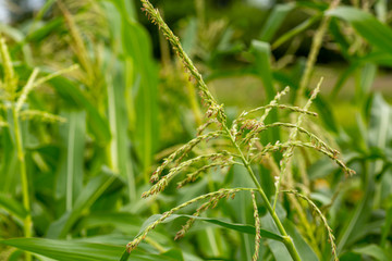 Green young corn, Maize, Zea mays on field in summer. Many small male flowers make up male inflorescence, called tassel.