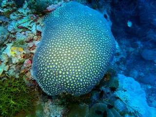 The amazing and mysterious underwater world of Indonesia, North Sulawesi, Manado, stone coral