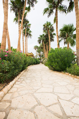Obraz premium Palm Tree Alley on Cyprus Island. Protaras.