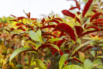Fototapeta na wymiar Red and green bush with small tea-like leaves.