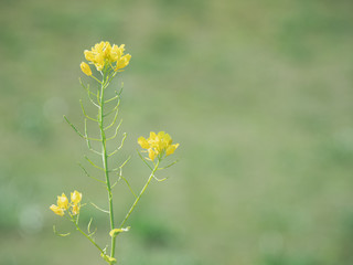 菜の花　３月の風景