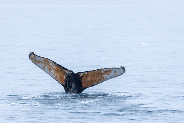 Whale playing and diving Antarctica 